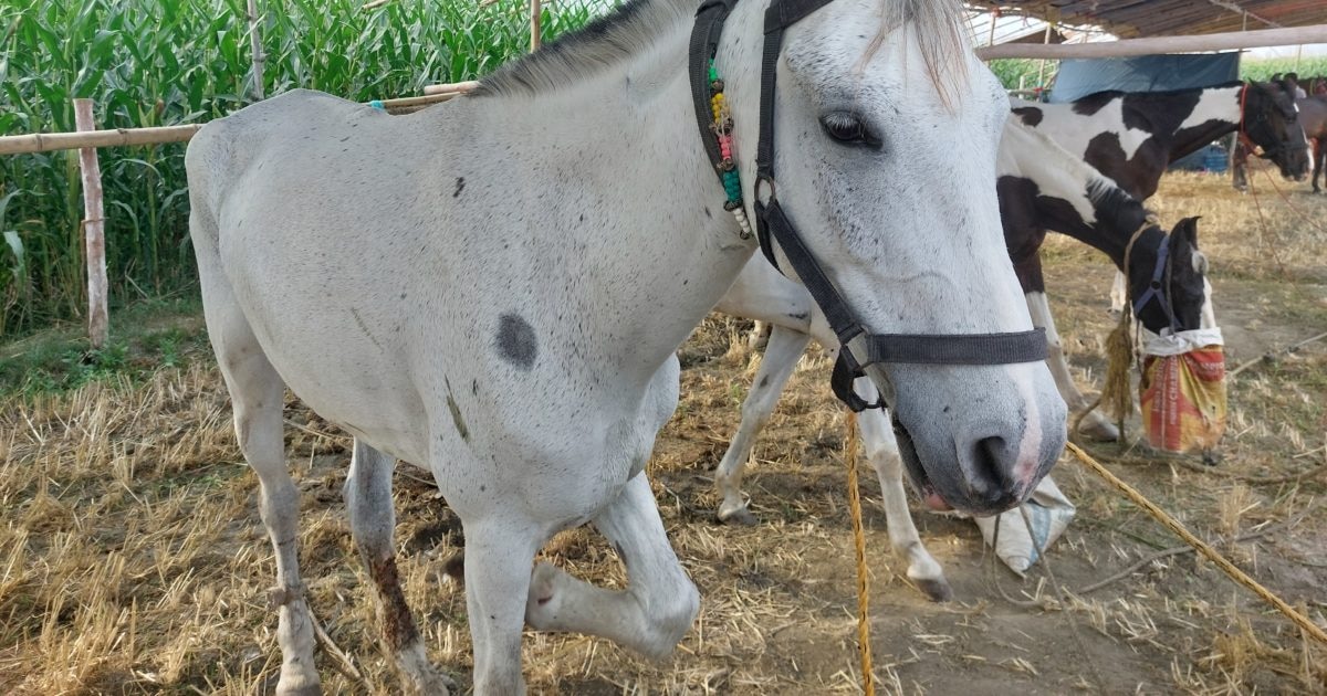 Muzaffarpur: अपनी खूबसूरती से दीवाना बना रही है साढ़े तीन लाख की ये घोड़ी, रफ्तार जानकर रह जाएंगे दंग